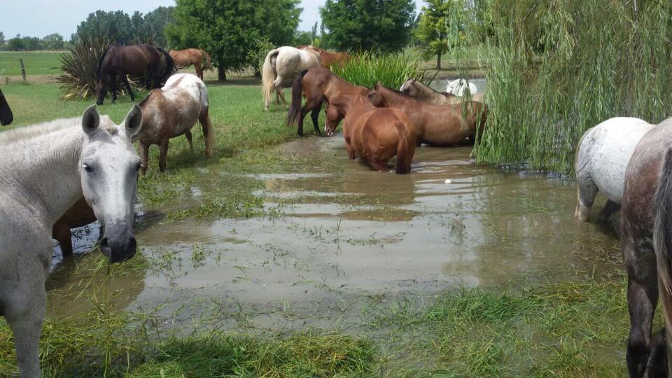 CUIDADO DEL CABALLO DE POLO