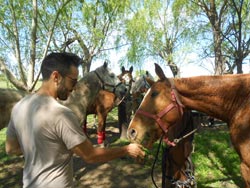 feeding-polo-horses