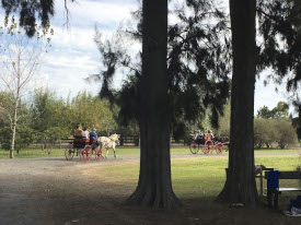 argentina-polo-day-group