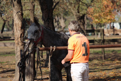 petisero-jugador-polo