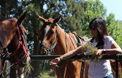 being-a-polo-pro