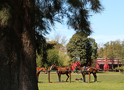 polo-holiday-campo-de-juego