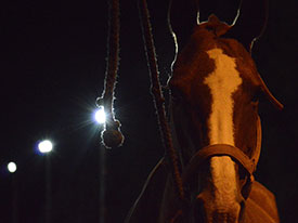 argentina-polo-day-group